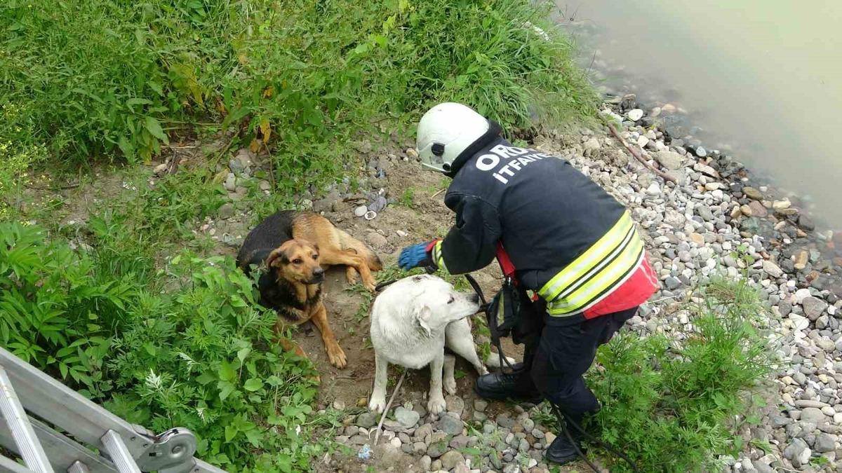 Ordu’da ırmak yatağında mahsur kalan köpekleri itfaiye kurtardı