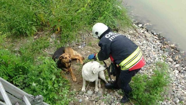 Ordu’da ırmak yatağında mahsur kalan köpekleri itfaiye kurtardı