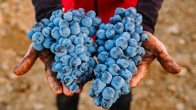 3500 yıllık miras Çal Karası Sempozyumu ile gün yüzüne çıkacak
