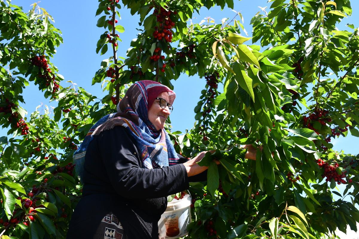 Bilecik te yetiştirilen kiraz a&ccedil;ık artırma ile satılıyor 1