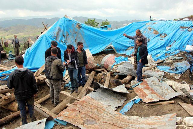 Şırnak'ta ahır çöktü; 82 hayvan telef oldu