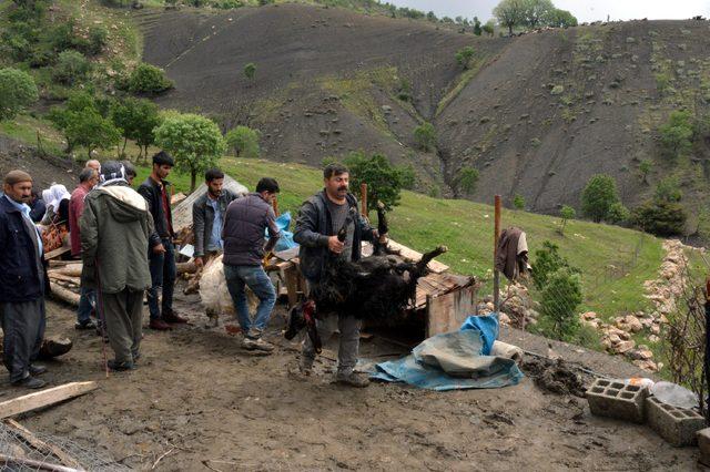 Şırnak'ta ahır çöktü; 82 hayvan telef oldu