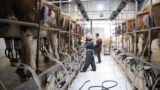 Süt üreticilerine 6 yılda 24,6 milyar lira destek verildi