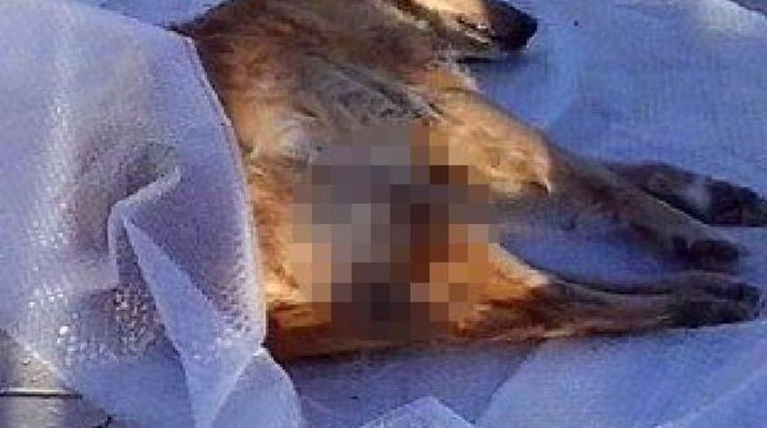 Sokak k&ouml;peğini demir levyeyle d&ouml;ve d&ouml;ve &ouml;ld&uuml;rd&uuml;!