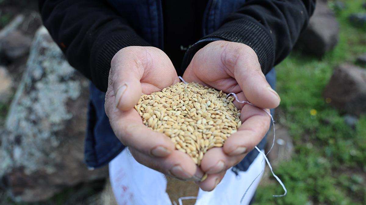 7 yılda bir ekiliyor! Faydalarını duyan peşine düşüyor, kilosu 350 lira