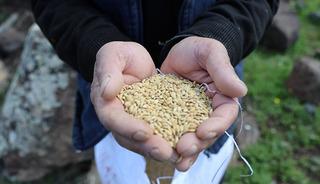 7 yılda bir ekiliyor! Faydalarını duyan peşine d&uuml;ş&uuml;yor, kilosu 350 lira