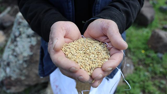 7 yılda bir ekiliyor! Faydalarını duyan peşine düşüyor, kilosu 350 lira