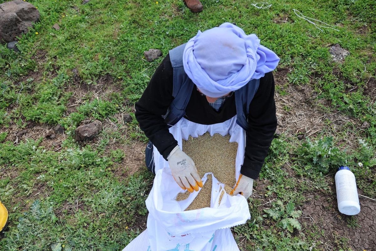 7 yılda bir ekiliyor! Faydalarını duyan peşine düşüyor, kilosu 350 lira 1