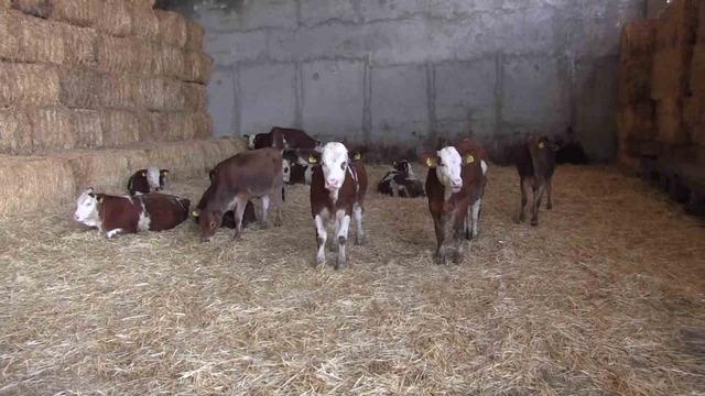 Siirt teki işletme, g&uuml;nde 3 ton s&uuml;t &uuml;retimiyle dikkat &ccedil;ekiyor 4