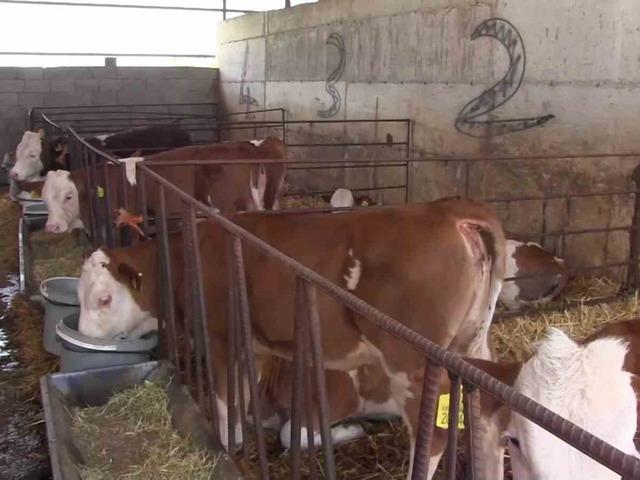 Siirt'teki İşletme, G&uuml;nde 3 Ton S&uuml;t &Uuml;retimiyle Dikkat &Ccedil;ekiyor