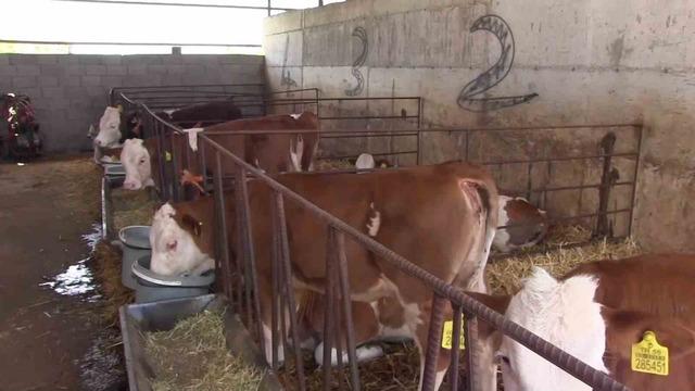 Siirt'teki işletme, günde 3 ton süt üretimiyle dikkat çekiyor