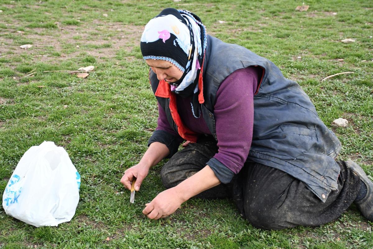 Jiletle tek tek toplanıyor: Zahmeti büyük, lezzeti dillere destan 1