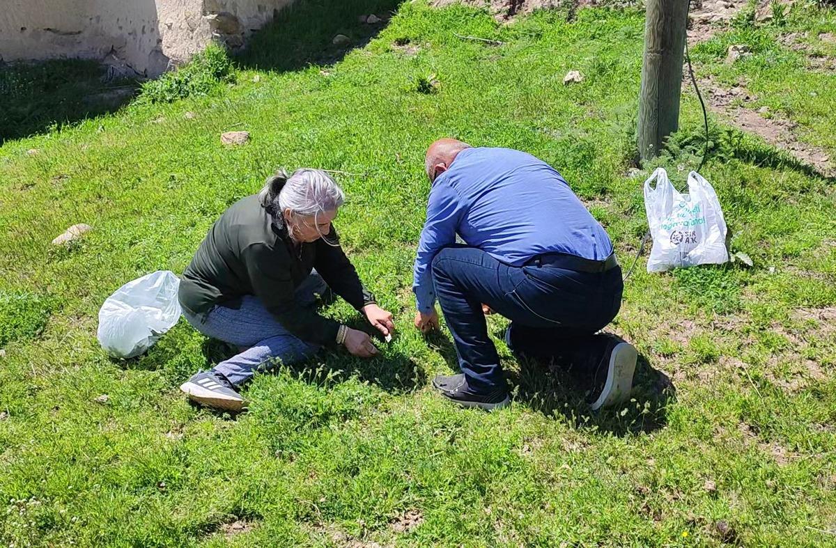Jiletle tek tek toplanıyor: Zahmeti büyük, lezzeti dillere destan 5