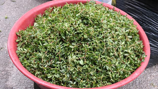 Jiletle tek tek toplanıyor: Zahmeti büyük, lezzeti dillere destan