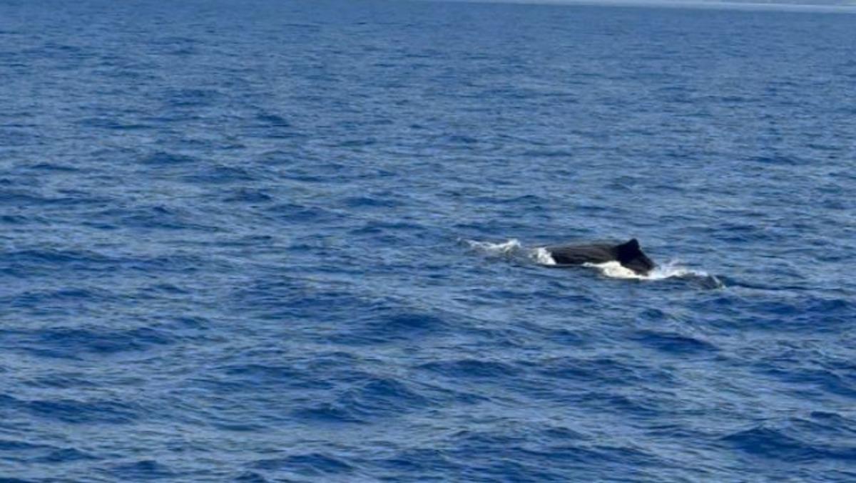 Önce Hatay şimdi Fethiye! Dev boyutlarda, deniz yüzeyini kapladı 1