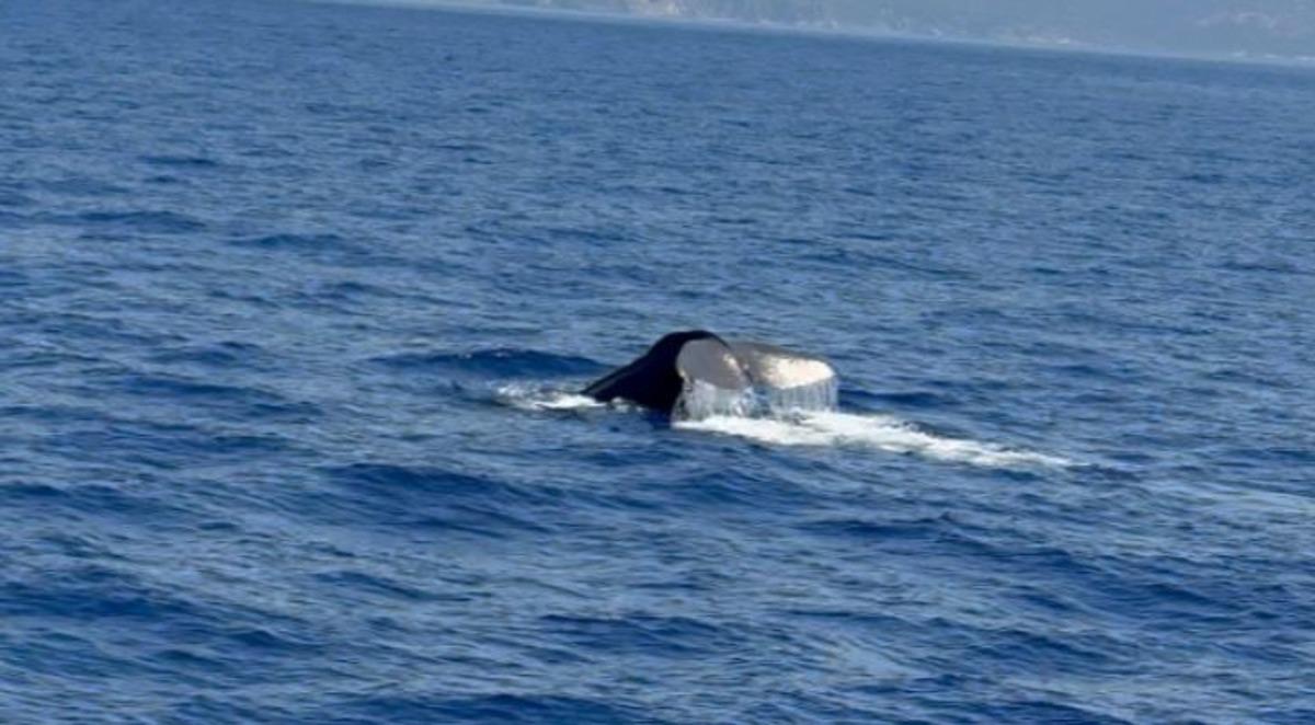 Önce Hatay şimdi Fethiye! Dev boyutlarda, deniz yüzeyini kapladı 2