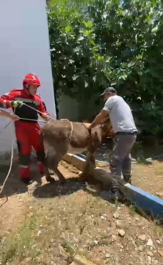 Havalandırma boşluğuna d&uuml;şen eşek kurtarıldı 3