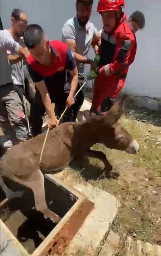 Havalandırma boşluğuna d&uuml;şen eşek kurtarıldı 2