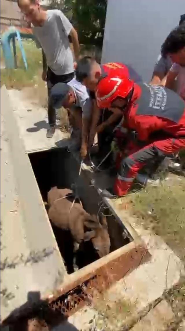 Havalandırma boşluğuna d&uuml;şen eşek kurtarıldı 1