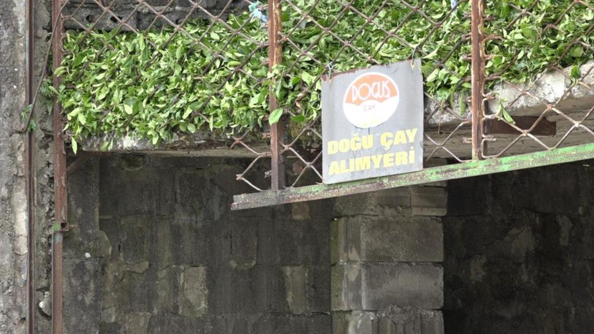 Çay üreticisinden özel sektöre fiyat tepkisi 3