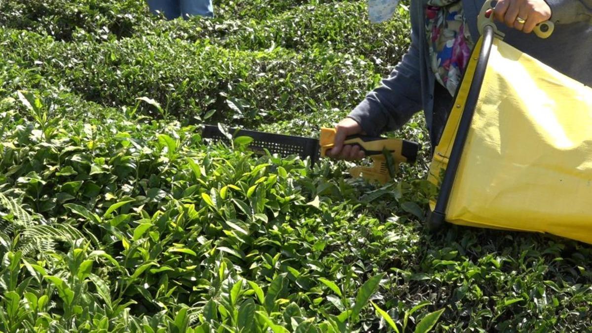Çay üreticisinden özel sektöre fiyat tepkisi 2