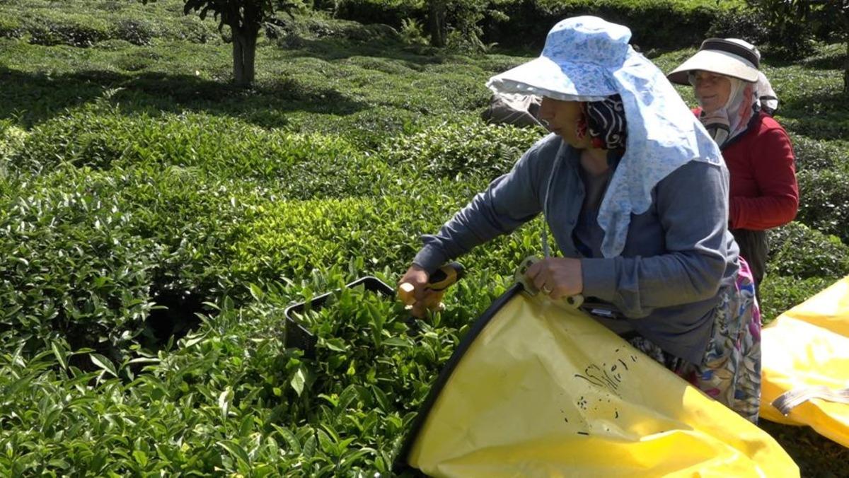 Çay üreticisinden özel sektöre fiyat tepkisi 1