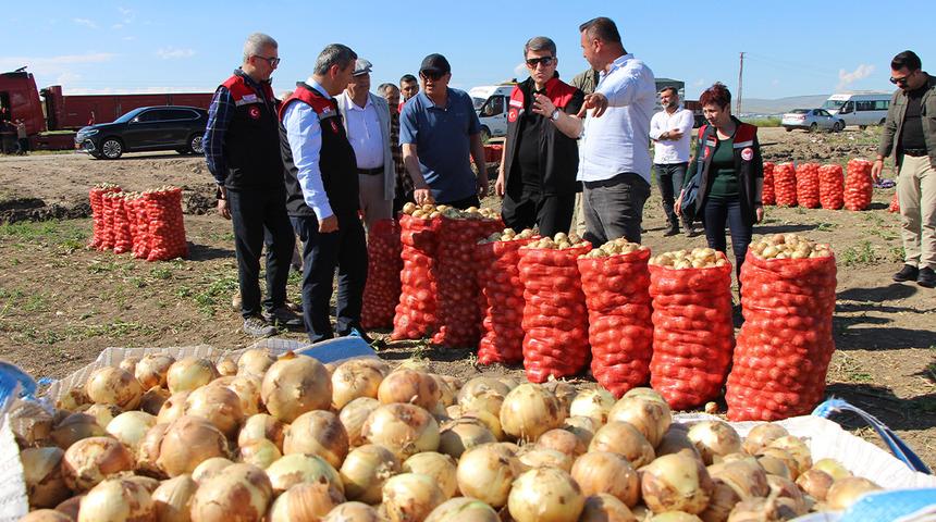 Tarlada kilosu 12-25 TL! Mutfakların vazge&ccedil;ilmez &uuml;r&uuml;n&uuml;n&uuml;n hasadı başladı