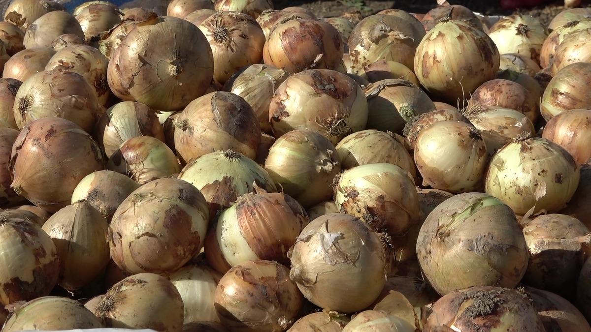 Tarlada kilosu 12-25 TL! Mutfakların vazge&ccedil;ilmez &uuml;r&uuml;n&uuml;n&uuml;n hasadı başladı 1