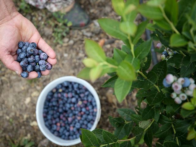 4 bin tonluk beklenti! Bursa'da yetişiyor, şimdi Avrupa yolcusu