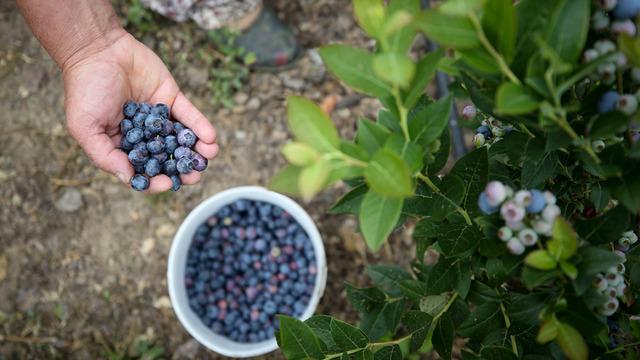 4 bin tonluk beklenti! Bursa'da yetişiyor, şimdi Avrupa yolcusu