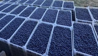 '2500 tonun hepsini sattık' Beklenti y&uuml;ksek: Avrupa'ya da gidecek