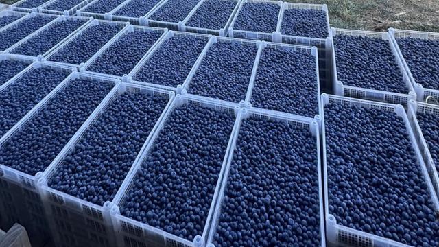 '2500 tonun hepsini sattık' Beklenti yüksek: Avrupa'ya da gidecek