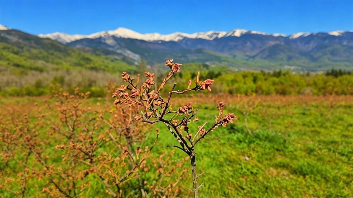  2500 tonun hepsini sattık  Beklenti y&uuml;ksek: Avrupa ya da gidecek 1