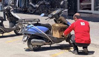 Şehrin g&ouml;beğinde oğul veren arılar ilgi odağı oldu