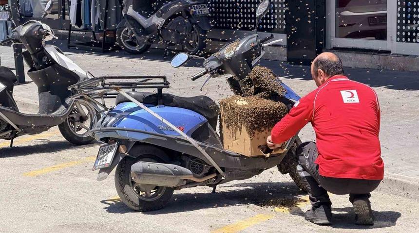 Şehrin g&ouml;beğinde oğul veren arılar ilgi odağı oldu