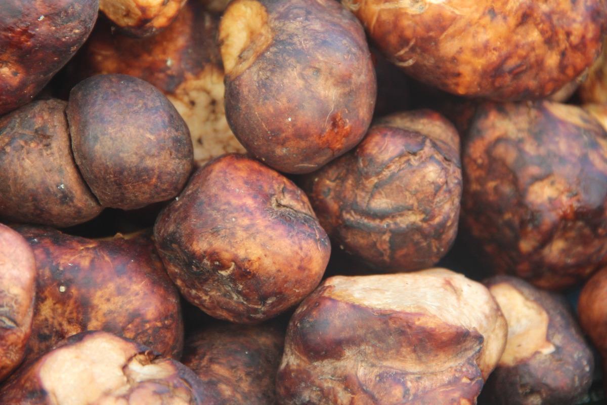 G&ouml;r&uuml;nt&uuml;s&uuml; patates lezzeti mantar gibi! Kilosu 2 bin liradan kapış kapış gidiyor 2