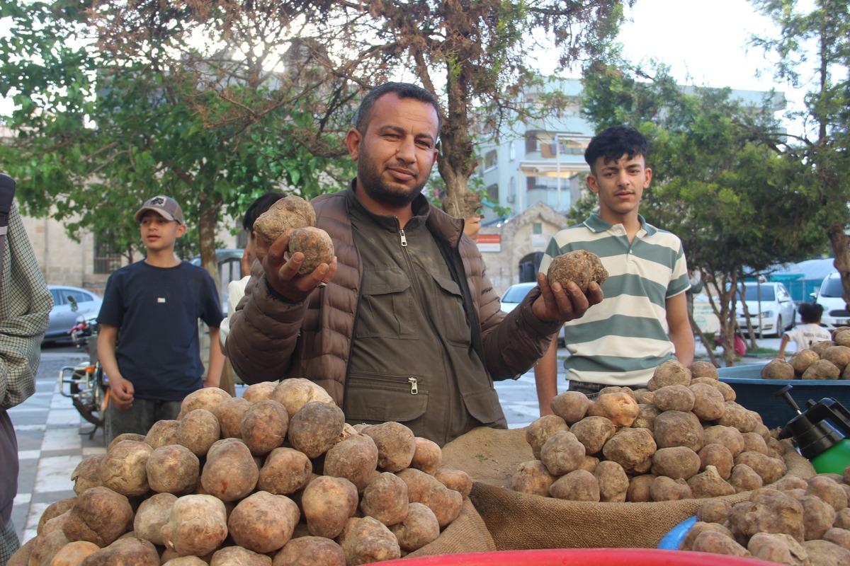 G&ouml;r&uuml;nt&uuml;s&uuml; patates lezzeti mantar gibi! Kilosu 2 bin liradan kapış kapış gidiyor 3