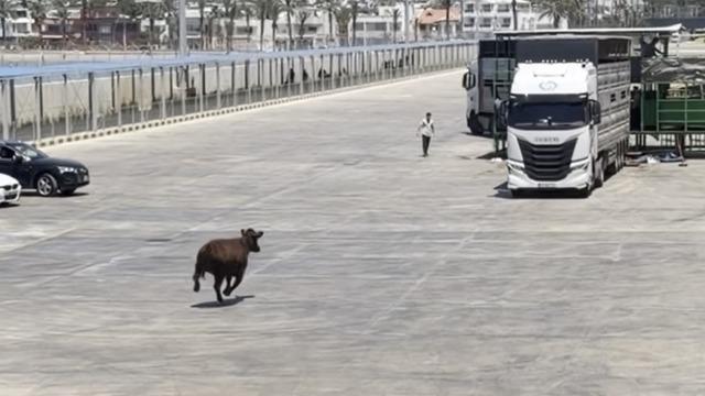 Limanda kaçan angus denize düştü