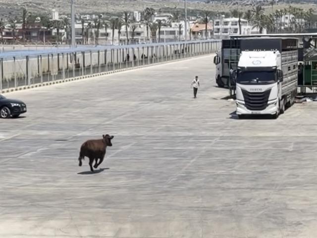 Limanda ka&ccedil;an angus denize d&uuml;şt&uuml;