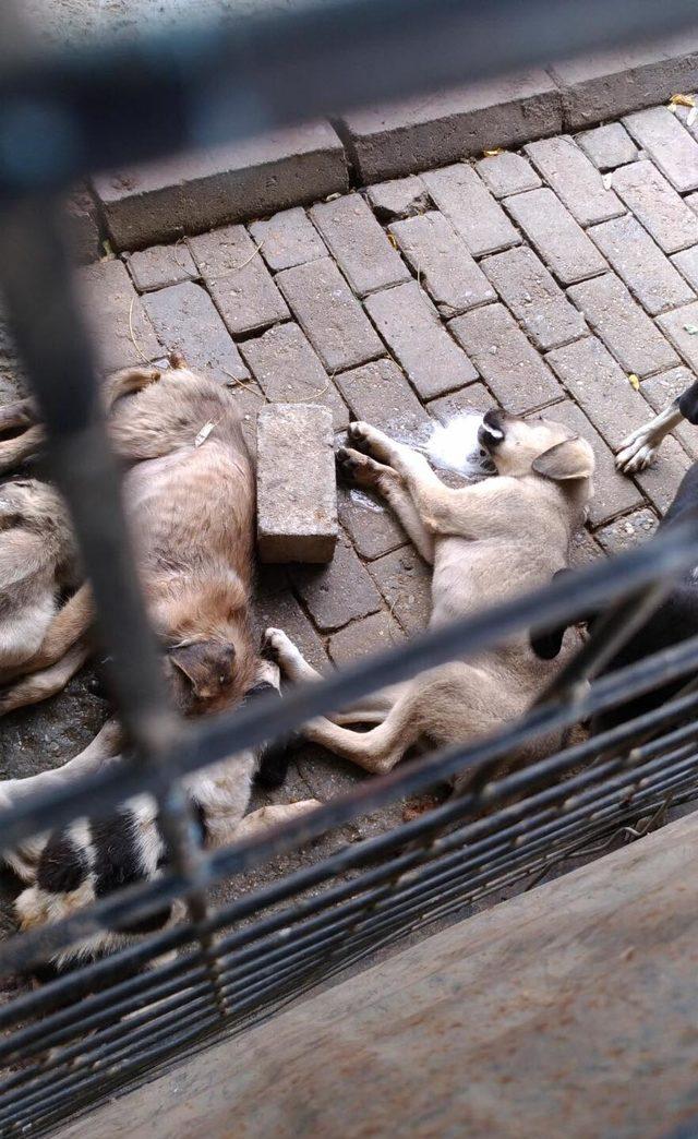 Aydın'da barınaklardaki köpek ölümlerine tepki