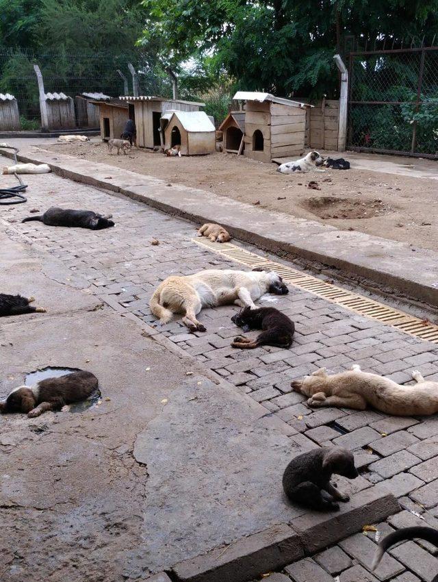 Aydın'da barınaklardaki köpek ölümlerine tepki