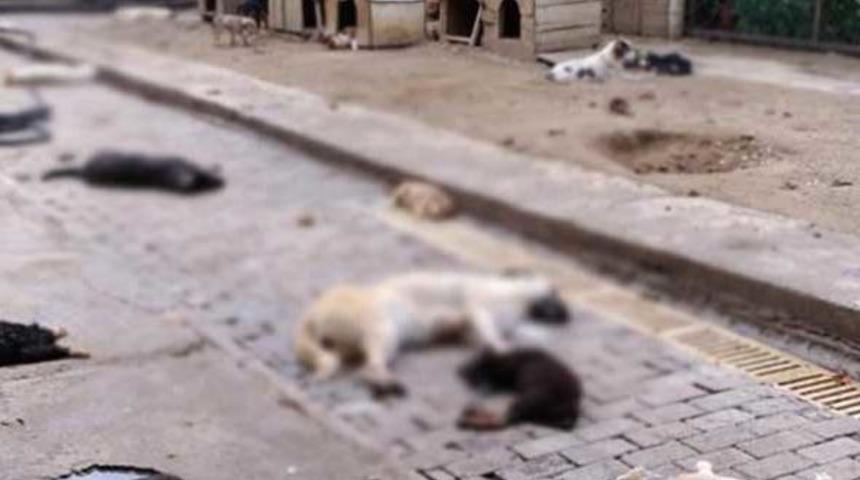 Hayvan barınağında dehşete d&uuml;ş&uuml;ren g&ouml;r&uuml;nt&uuml;! &Ccedil;ok sayıda k&ouml;pek can verdi!