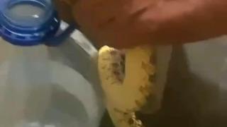 Ankara Polatlı’da yılan paniği