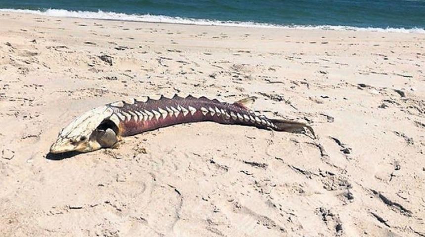 ABD'nin New Jersey eyaletinde kıyıya tarih vurdu! 