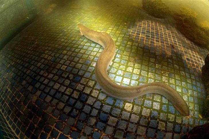 Bafa Gölü uzmanları şaşırttı: 'Bu kadarını ben bile beklemezdim' G4