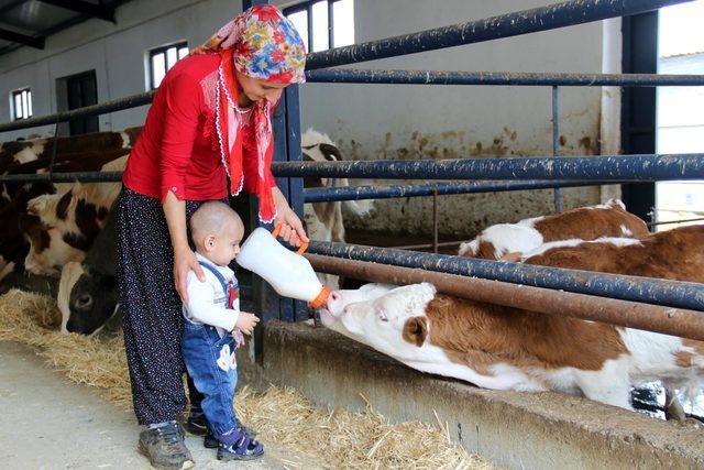 6 çocuk annesi, 800 bin lira hibe desteği ile besi çiftliği kurdu