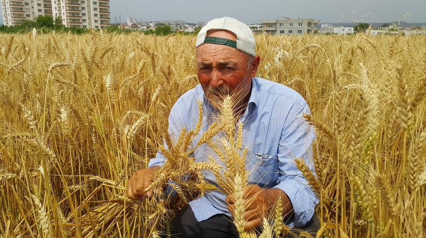 Kadirli'de buğday hasadı 1 ay erken başladı