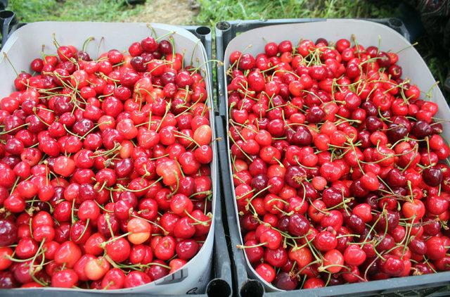Gazipaşa da turfanda kiraz hasadı sürüyor 2