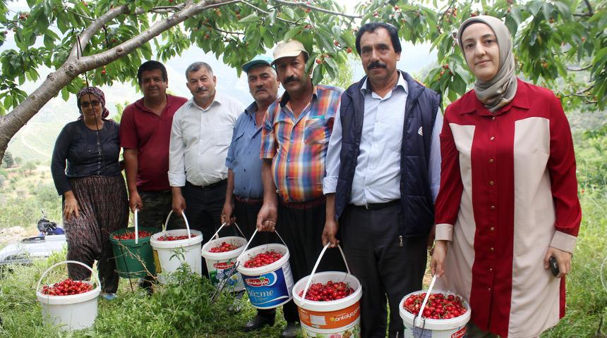 Gazipaşa'da turfanda kiraz hasadı sürüyor