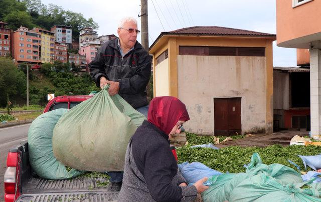 Hasat için acele eden üretici, çayını satmakta zorlanıyor 4